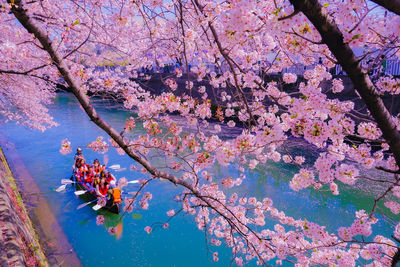 High angle view of tree in lake