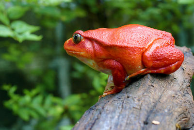 Beautiful big female tomato frog from madagascar in green natural background.