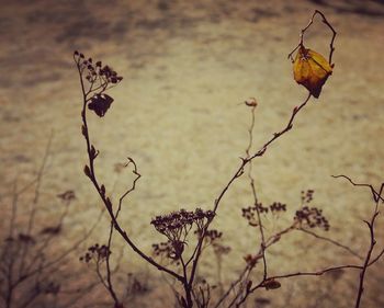 Close-up of wilted plant against sky during sunset