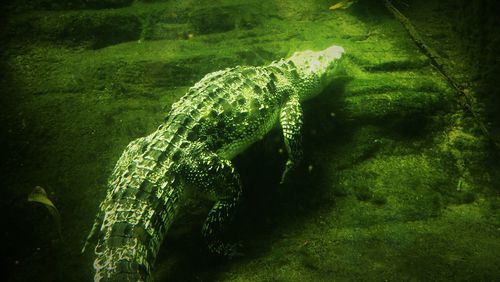 Close-up of chameleon on water