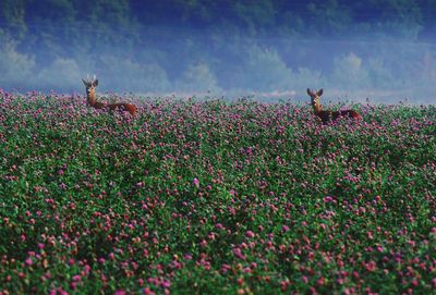Flowers growing on field against sky