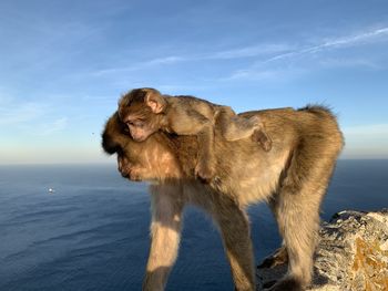 Monkey looking away in sea against sky