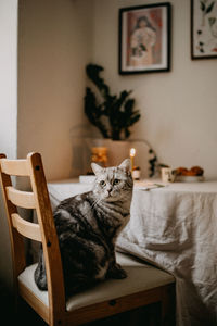 Cat relaxing on table at home