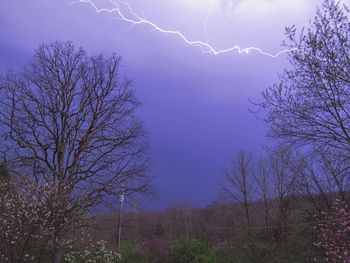 Low angle view of bare trees against sky at night