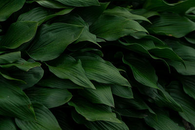 Full frame shot of plants