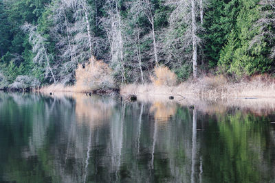 Scenic view of lake in forest