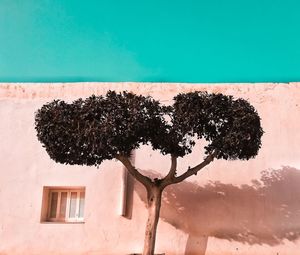 Low angle view of tree growing against building