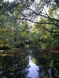 Scenic view of river amidst trees in forest