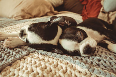 Close-up of a dog sleeping at home