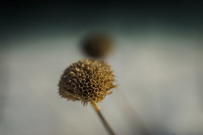 Close-up of dried plant