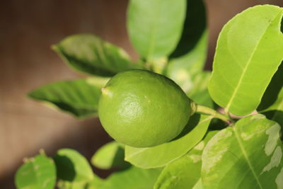 Close-up of fresh green fruits on tree