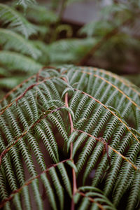 Detail shot of leaf