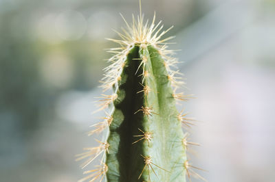 Beautiful prickly cactus on a blurry green background. selective focus.