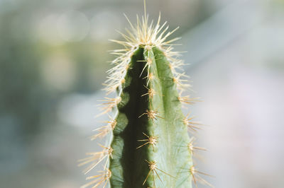 Close-up of succulent plant