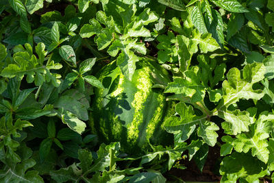 Full frame shot of fresh green plants