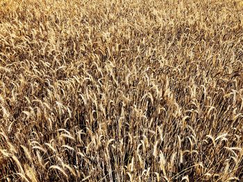 Full frame shot of wheat field