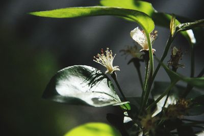 Close-up of caterpillar on plant