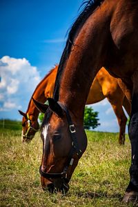 Horse in the field