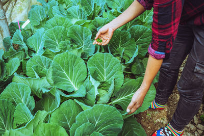 Low section of man holding leaves