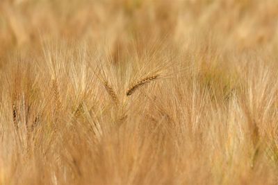 Close-up of wheat field