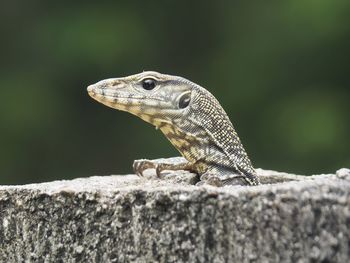 Close-up of a lizard on rock