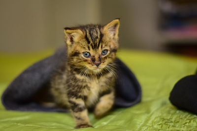 Portrait of tabby kitten