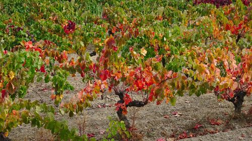 Red flowering plants on field during autumn