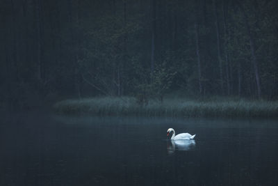 Swan swimming in lake