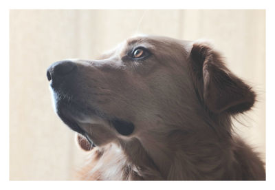 Close-up of dog looking away