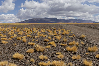 Puna, cordillera de los andes. scenic view of field against sky