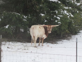 Cow standing in a farm