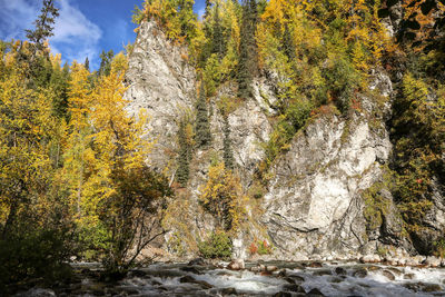 Trees growing in forest during autumn