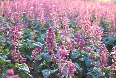 Close-up of lavender flowers