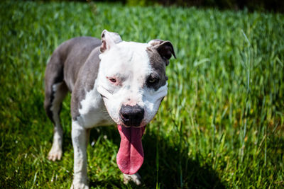 Close-up portrait of a dog