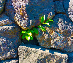Close-up of plant by water