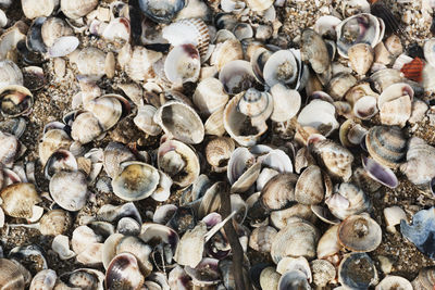 Bunch of seashells empty or broken on the sand ,top view 