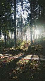 Trees in park