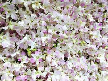 Full frame shot of purple flowering plants