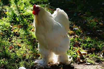 Close-up of rooster on field