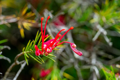 Close-up of red rose flower