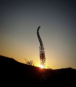 Silhouette plant against clear sky during sunset