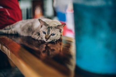 Portrait of cat resting on floor