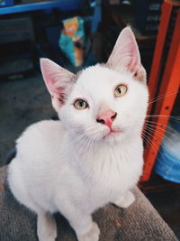 Portrait of stray cat sitting on seat