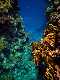 High angle view of coral in sea