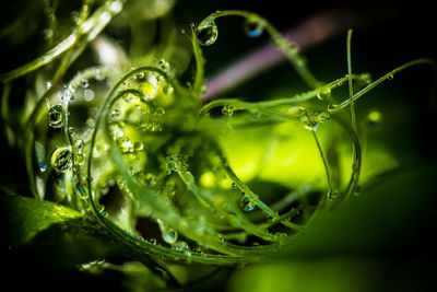 Close-up of water drops on spider web