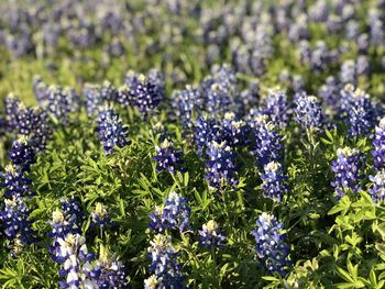 Close-up of purple flowering plants on field