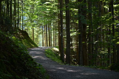 Road amidst trees in forest