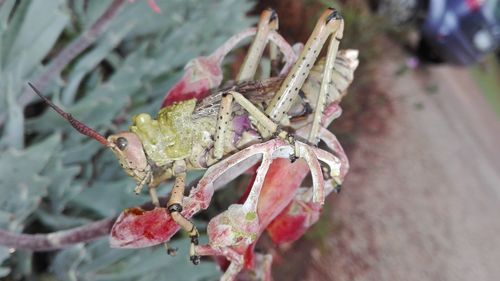 Close-up of insect on plant