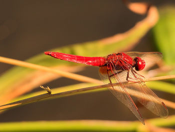 Close-up of damselfly on leaf