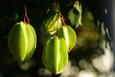 Close-up of fruits growing on tree